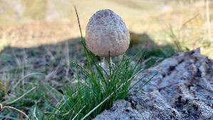 Ring---Duengerling_Panaeolus-semiovatus_20260921_144526.jpg