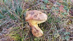 Ringloser-Butterpilz_Suillus-collinitus_20251113_120111.jpg