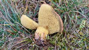 Ringloser-Butterpilz_Suillus-collinitus_20251113_120146.jpg