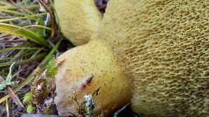 Ringloser-Butterpilz_Suillus-collinitus_20251113_120225.jpg