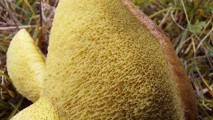 Ringloser-Butterpilz_Suillus-collinitus_20251113_120234.jpg