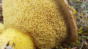 Ringloser-Butterpilz_Suillus-collinitus_20251113_120244.jpg