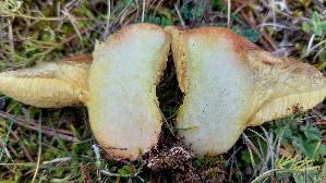 Ringloser-Butterpilz_Suillus-collinitus_20251113_120512.jpg