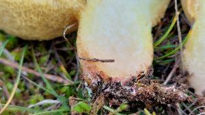 Ringloser-Butterpilz_Suillus-collinitus_20251113_120538.jpg