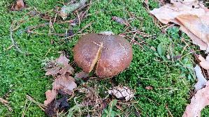 Ringloser-Butterpilz_Suillus-collinitus_20251202_143305.jpg