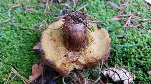 Ringloser-Butterpilz_Suillus-collinitus_20251202_143342.jpg