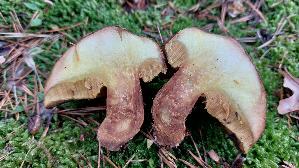 Ringloser-Butterpilz_Suillus-collinitus_20251202_143541.jpg