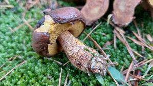 Ringloser-Butterpilz_Suillus-collinitus_20251202_143555.jpg