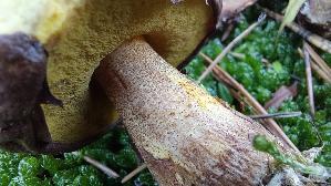 Ringloser-Butterpilz_Suillus-collinitus_20251202_143607.jpg