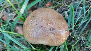 Ringloser-Butterpilz_Suillus-collinitus_20261008_174452.jpg