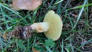 Ringloser-Butterpilz_Suillus-collinitus_20261008_174519.jpg
