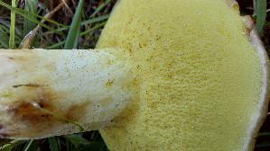 Ringloser-Butterpilz_Suillus-collinitus_20261008_174531.jpg