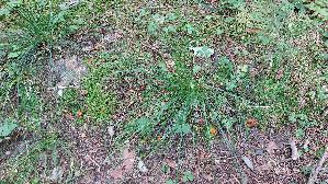 Ris--srandiger-Becherling_Sepultariella-patavina_20260918_134320.jpg
