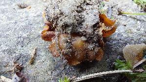 Ris--srandiger-Becherling_Sepultariella-patavina_20260918_134518.jpg