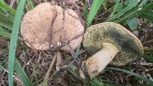 Roetender-Filzroehrling_Hortiboletus-bubalinus_20260621_074133.jpg