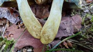 Roetender-Filzroehrling_Hortiboletus-bubalinus_20260621_074426.jpg