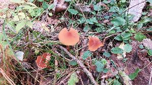 Roetlicher-Lacktrichterling_Laccaria-laccata_20250907_110119.jpg