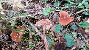 Roetlicher-Lacktrichterling_Laccaria-laccata_20250907_110145.jpg