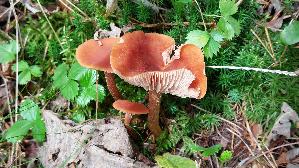 Roetlicher-Lacktrichterling_Laccaria-laccata_20250907_110248.jpg
