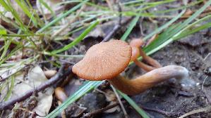 Roetlicher-Lacktrichterling_Laccaria-laccata_20260608_121349.jpg