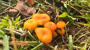 Roetlicher-Lacktrichterling_Laccaria-laccata_20260919_114326.jpg