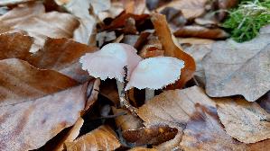 Rosa-Rettichhelmling_Mycena-rosea_20241211_141732.jpg