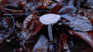 Rosa-Rettichhelmling_Mycena-rosea_20241221_161409.jpg
