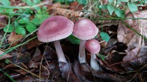 Rosa-Rettichhelmling_Mycena-rosea_20250930_120917.jpg