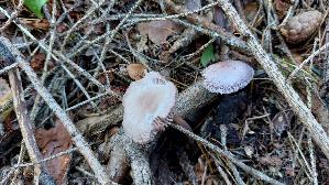 Rosa-Rettichhelmling_Mycena-rosea_20260915_162032.jpg
