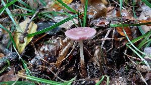 Rosa-Rettichhelmling_Mycena-rosea_20261010_153451.jpg