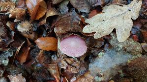 Rosa-Rettichhelmling_Mycena-rosea_20261014_115340.jpg