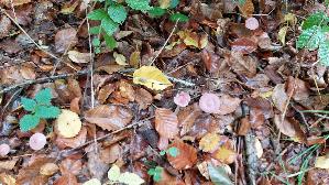 Rosa-Rettichhelmling_Mycena-rosea_20261018_124814.jpg