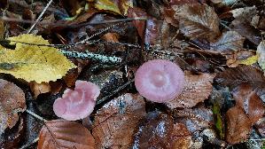 Rosa-Rettichhelmling_Mycena-rosea_20261018_124829.jpg