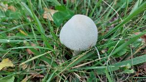 Rosablaettriger-Egerlings--schirmling_Leucoagaricus-leucothites_20260918_122741.jpg
