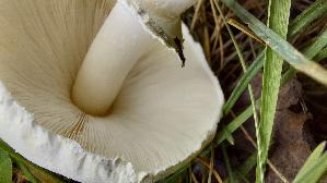 Rosablaettriger-Egerlings--schirmling_Leucoagaricus-leucothites_20260918_122913.jpg