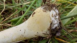 Rosablaettriger-Egerlings--schirmling_Leucoagaricus-leucothites_20260918_123032.jpg