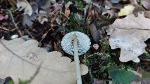 Rosablaettriger-Helmling_Mycena-galericulata_20261010_145358.jpg