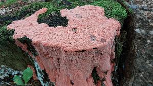 Rosafarbener-Saftporling_Rhodonia-placenta_20230830_094122.jpg