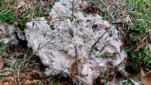 Rosafarbener-Saftporling_Rhodonia-placenta_20260616_131725.jpg
