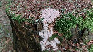 Rosafarbener-Saftporling_Rhodonia-placenta_20260616_131751.jpg