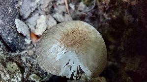 Rosastieliger-Dachpilz_Pluteus-roseipes_20260722_175049.jpg