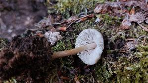 Rosastieliger-Dachpilz_Pluteus-roseipes_20260722_175158.jpg