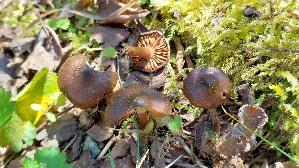 Rosastieliger-Was--serkopf_Cortinarius-vernus_20260422_121602.jpg