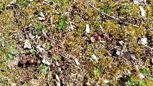 Rosastieliger-Was--serkopf_Cortinarius-vernus_20260422_123625.jpg