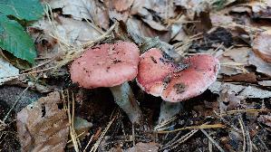 Rosenroter-Schmierling_Gomphidius-roseus_20261012_171541.jpg
