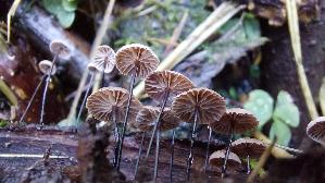 Rosshaar---Blasssporruebling_Gymnopus-androsaceus_20260831_145018.jpg