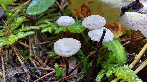 Rosshaar---Blasssporruebling_Gymnopus-androsaceus_20261014_124642.jpg