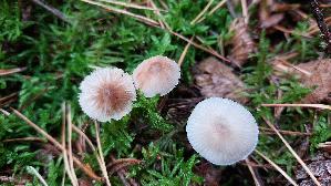Rostfleckiger-Helmling_Mycena-zephirus_20261008_161832.jpg