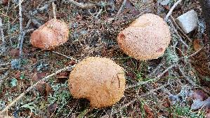 Rostroter-Laerchenroehrling_Suillus-tridentinus_20260919_121708.jpg