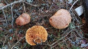 Rostroter-Laerchenroehrling_Suillus-tridentinus_20260919_121734.jpg